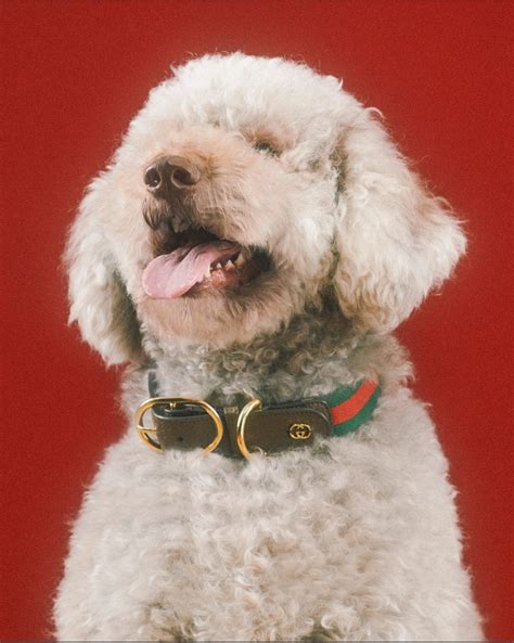 vestito per cani gucci|La nuova collezione firmata Gucci per gli amici a quattro zampe.